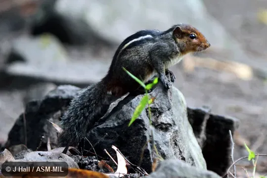 Also as Jungle Striped Squirrel|Western Ghats Squirrel|Western Ghats Striped Squirrel.