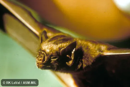 Close-up of head, oblique view.  Formerly Diaemus youngi.
