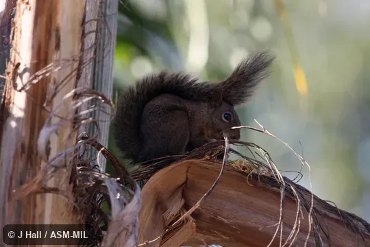 Also as Guerlinguetus brasiliensis. Also as Guerlinguetus brasiliensis.