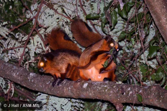 Also as Gray's Giant Flying Squirrel|Noble Giant Flying Squirrel.
