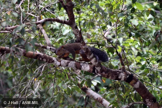 Also as African Giant Squirrel.