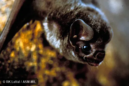 Close-up of head, oblique view