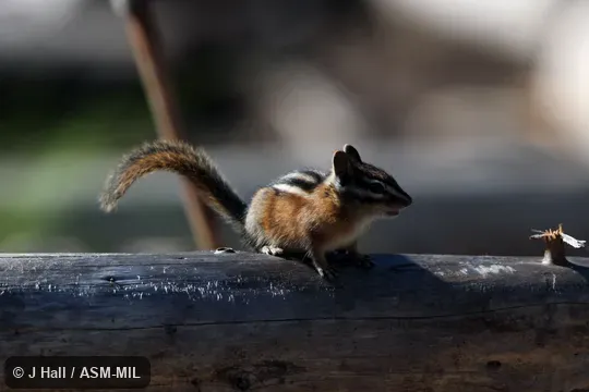 Formerly Tamias ruficaudus.