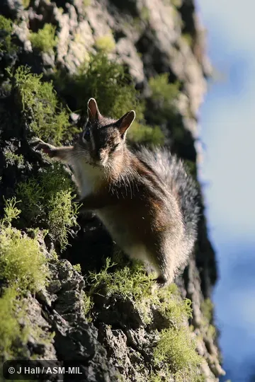 Neotamias senex senex.  Formerly Tamias senex.  Also as Allen's Chipmunk.