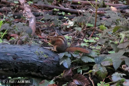 Formerly Tamias sonomae.