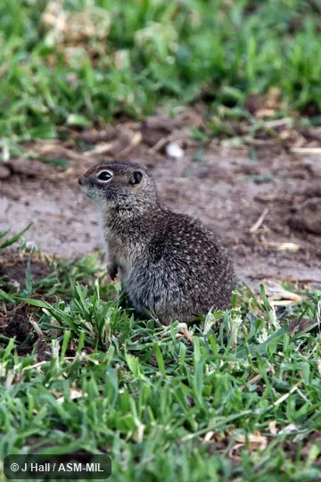 Formerly Spermophilus brunneus.