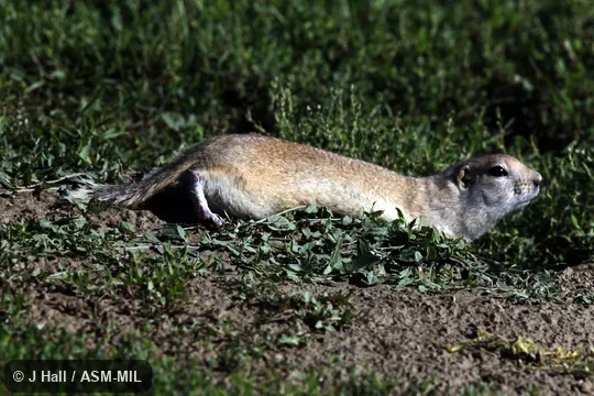 Formerly Spermophilus richardsonii.