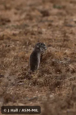 Formerly Spermophilus (Xerospermophilus) mohavensis.