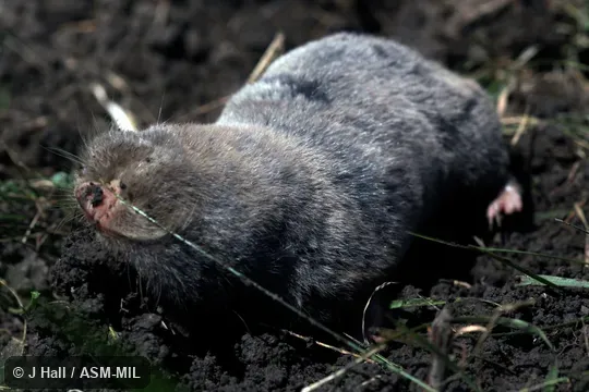 Formerly part of Spalax leucodon and then Nannospalax leucodon, Lesser Blind Mole-rat.