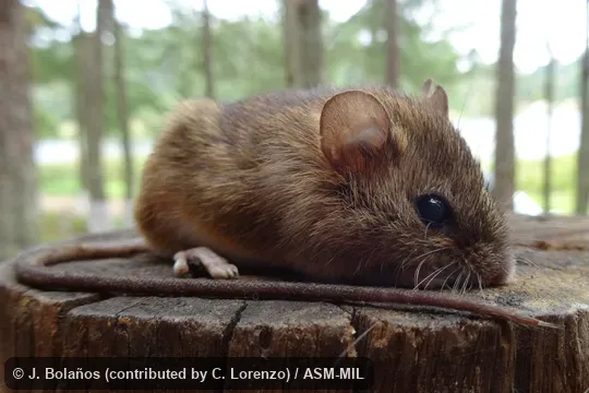 Also as Fulvous Colilargo|Northern Pygmy Rice Rat.