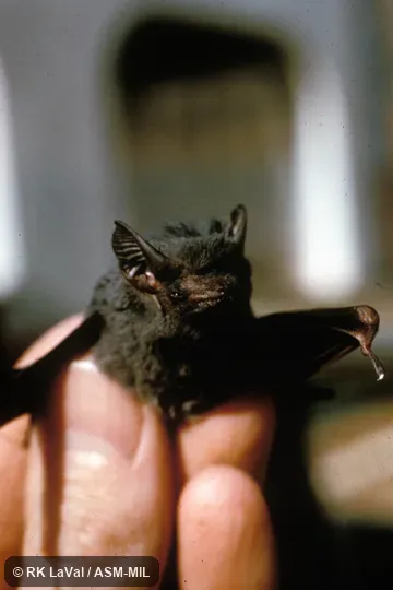 Close-up of head, front view.  Also as Peters's Sac-winged Bat.