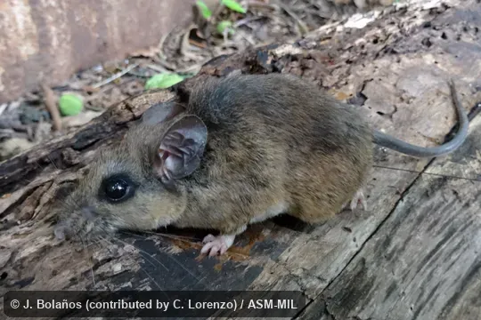 Peromyscus cordillerae hondurensis.  Formerly part of Peromyscus aztecus oaxacensis, Aztec Deermouse or as part of Peromyscus oaxacensis, Oaxacan Deermouse.