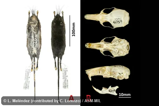 Skin and skull of holotype, USAC 4759/MVZ 223293, collected at Guatemala, Huehuetenango, San Mateo Ixtatan municipality, 10.3 km E Aldea Yalambojoch, Finca Ixcansán, 1,647 m, 16.00614°N, 91.49988°W