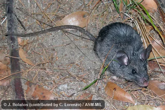 Paratype.  Formerly Peromyscus guatemalensis.