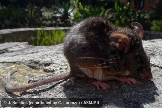 Collected at Mexico, Chiapas, Zinacantan municipality, Parque San José, Estacion Biológica Dr. Manuel Velasco Suarez, 2250 m, 16.705556°N, 92.6419°W