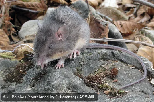Collected at Mexico, Chiapas, Cacahoatan municipality, 1.2 km N Ejido el Águila, Camino a Cascada la Sirena, 980 m, 15.100°N, 92.18° W.  Formerly as Heteromys desmarestianus goldmani.