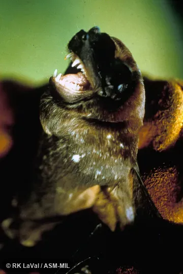 Close-up of head, oblique view.  Formerly part of Molossus sinaloae.  Also as Alvarez's Free-tailed Bat.