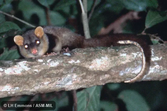 Formerly as Caluromysiops irrupta.