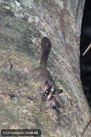 Also as Furry-tailed Opossum.