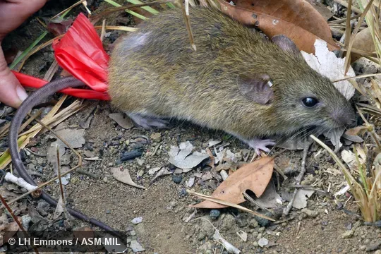 Formerly as Oryzomys scotti.  Also as Lindbergh's Oryzomys|Lindbergh's Cerradomys.