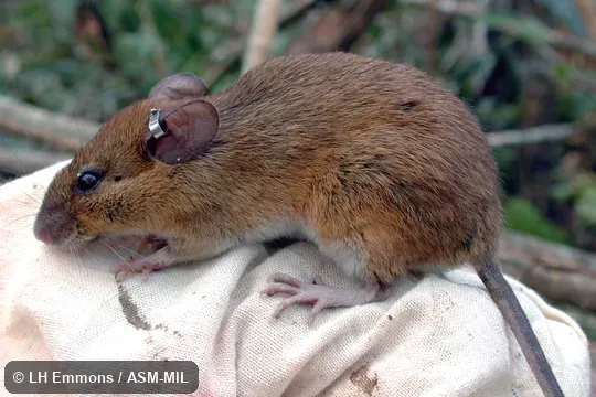 Formerly as Oryzomys nitidus.  Also as Elegant Euryoryzomys.