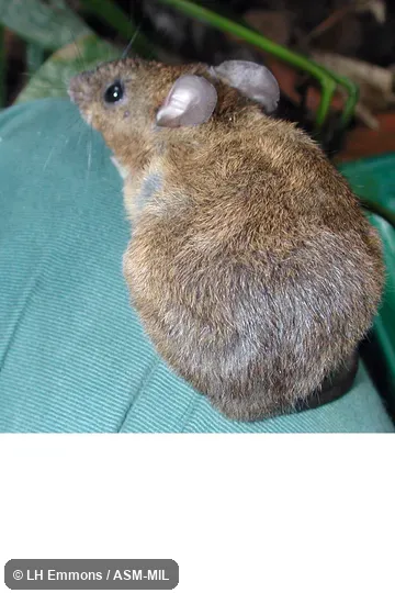 Formerly as Oryzomys acritus.  Also as Bolivian Hylaeamys.