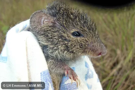 Also as Huanchaca Akodont.