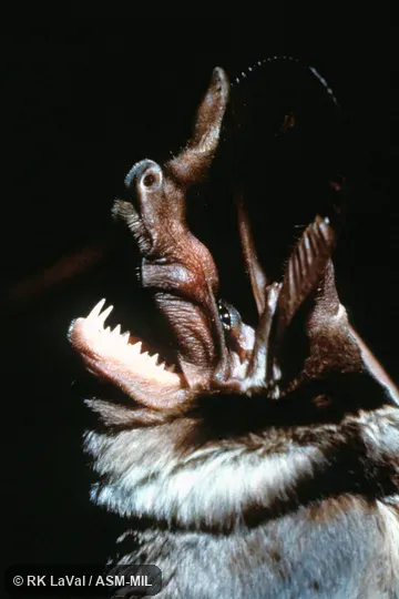 Close-up side view of head.  Also as Giant Mastiff Bat|Large-eared Free-tailed Bat|Martienssen’s Free-tailed Bat|Martienssen Bat|Martienssen’s Big-eared Bulldog Bat.