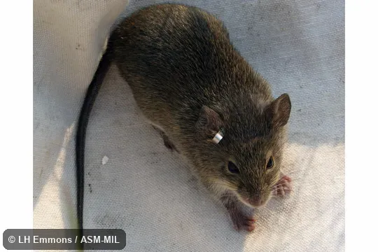 Also as Paraguayan Bolo Mouse.