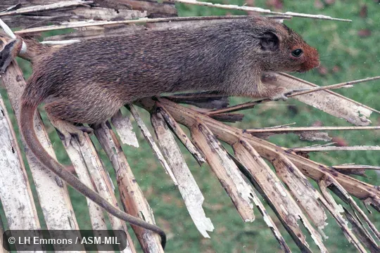 Also as Brazilian Spiny Tree-rat.