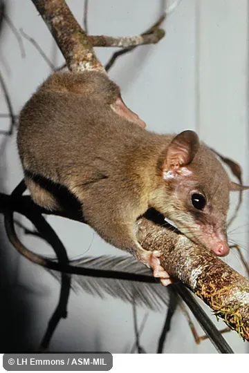 Ptilocercus lowii lowii.  Also as Feather-tailed Treeshrew|Low's Treeshrew.