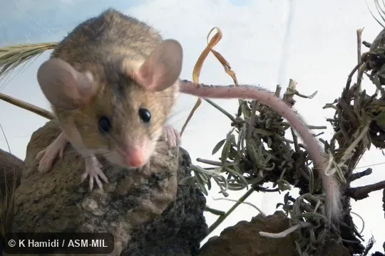 Adult female.  Ancestors captured at Iran, Razavi Khorasan province, 12 km SE Mashhad, Khaje Morad rocky region.  Also as Elburz Vesper Mouse, Goodwin's Calomyscus, Goodwin's Mouse-like Hamster, Goodwin's Mouse-tailed Hamster.