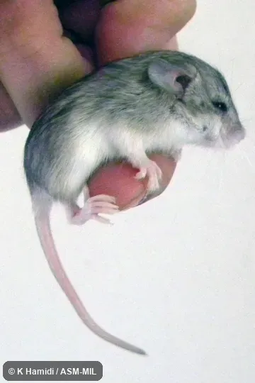 Juvenile male, postnatal day 18.  Ancestors captured at Iran, Razavi Khorasan province, 12 km SE Mashhad, Khaje Morad rocky region.  Also as Elburz Vesper Mouse, Goodwin's Calomyscus, Goodwin's Mouse-like Hamster, Goodwin's Mouse-tailed Hamster.