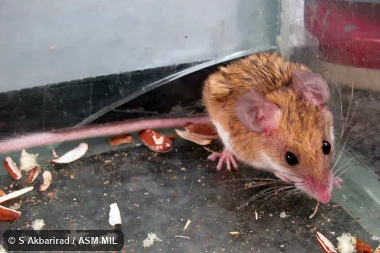 Captured at Iran, Khuzistan province, Zagros Mts., Izeh 31.7706 N, 49.8147 E.  Also as Zagros Mountains Calomyscus|Zagros Mountains Mouse-like Hamster.