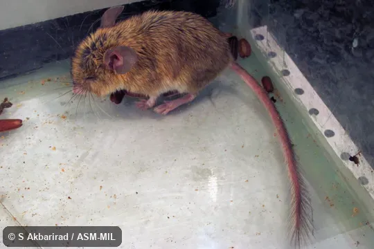 Captured at Iran, South Khorasan province, Bagheran Mts., Birjand 32.8180 N, 59.2148 E.  Also as Hotson's Calomyscus|Hotson's Mouse-like Hamster|Hotson's Mouse-tailed Hamster.