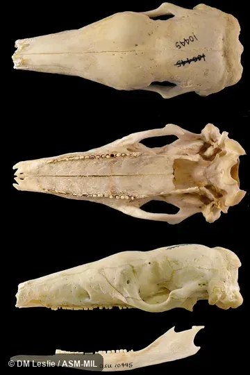 Skull in collection at Oklahoma State University from individual kept in captivity; origin unknown.