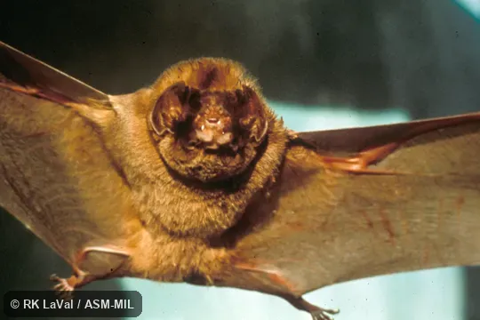 Mormoops megalophylla megalophylla.  Ventral view, detail of face.  Also as Leaf-chinned Bat|Old-man Bat.