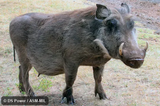 Individual of 1006366