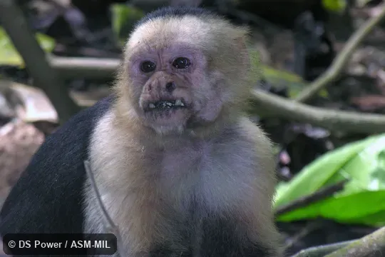 Formerly as Cebus imitator, Panamanian White-faced Capuchin.  Also as White-headed Capuchin, White-throated Capuchin.