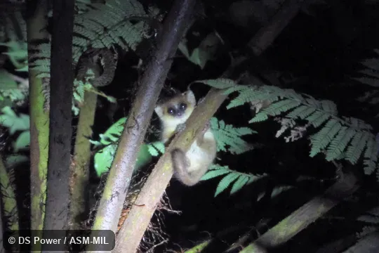 Also as Geoffroy's Dwarf Lemur.