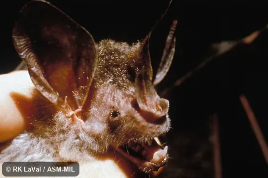 Close-up of head, oblique view.  Also as Big-eared Woolly Bat|Great Woolly Bat|Peters's Woolly False Vampire Bat.