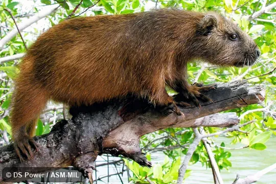 Formerly in Capromyidae.  Also as Cuban Hutia.