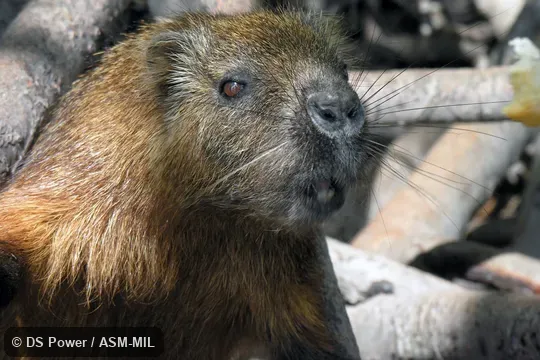 Formerly in Capromyidae.  Also as Cuban Hutia.