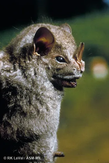 Close-up of side of face