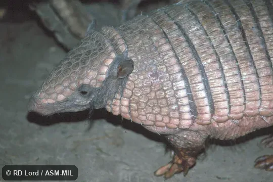 Formerly Chaetophractus nationi, Andean Hairy Armadillo.  Also as Lesser Hairy Armadillo, Small Hairy Armadillo.