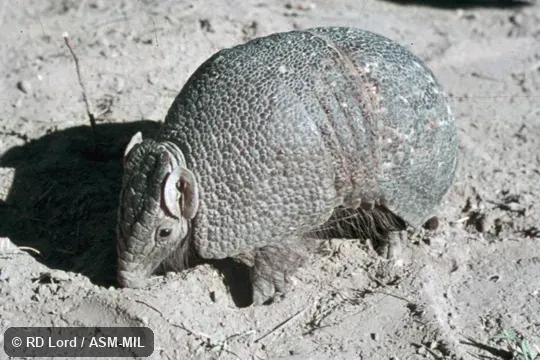 Also as Azara's Domed Armadillo, La Plata Three-banded Armadillo.