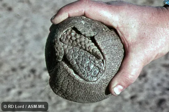 Also as Azara's Domed Armadillo, La Plata Three-banded Armadillo.
