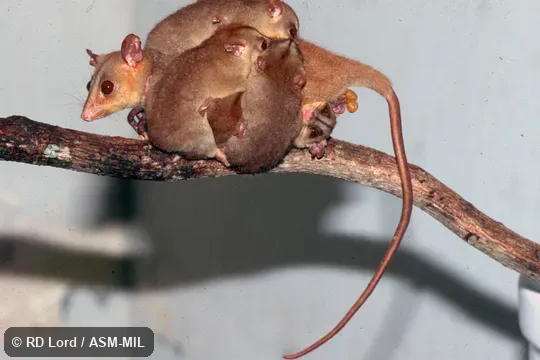 Captured in Venezuela, Aragua state, Henri Pittier National Park