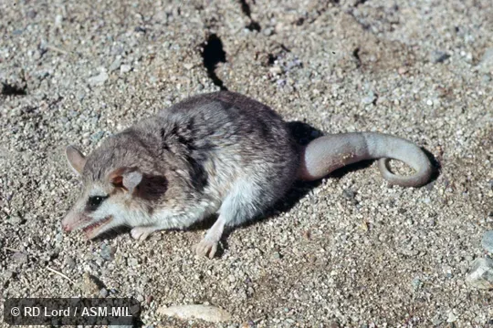 Adult with incrassate (swollen) tail.  Also as Argentine Fat-tailed Mouse Opossum|Argentine Thylamys.
