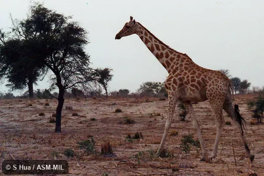 Giraffa camelopardalis peralta.  Formerly Giraffa peralta, West African Giraffe, Nigerian Giraffe, White Giraffe.